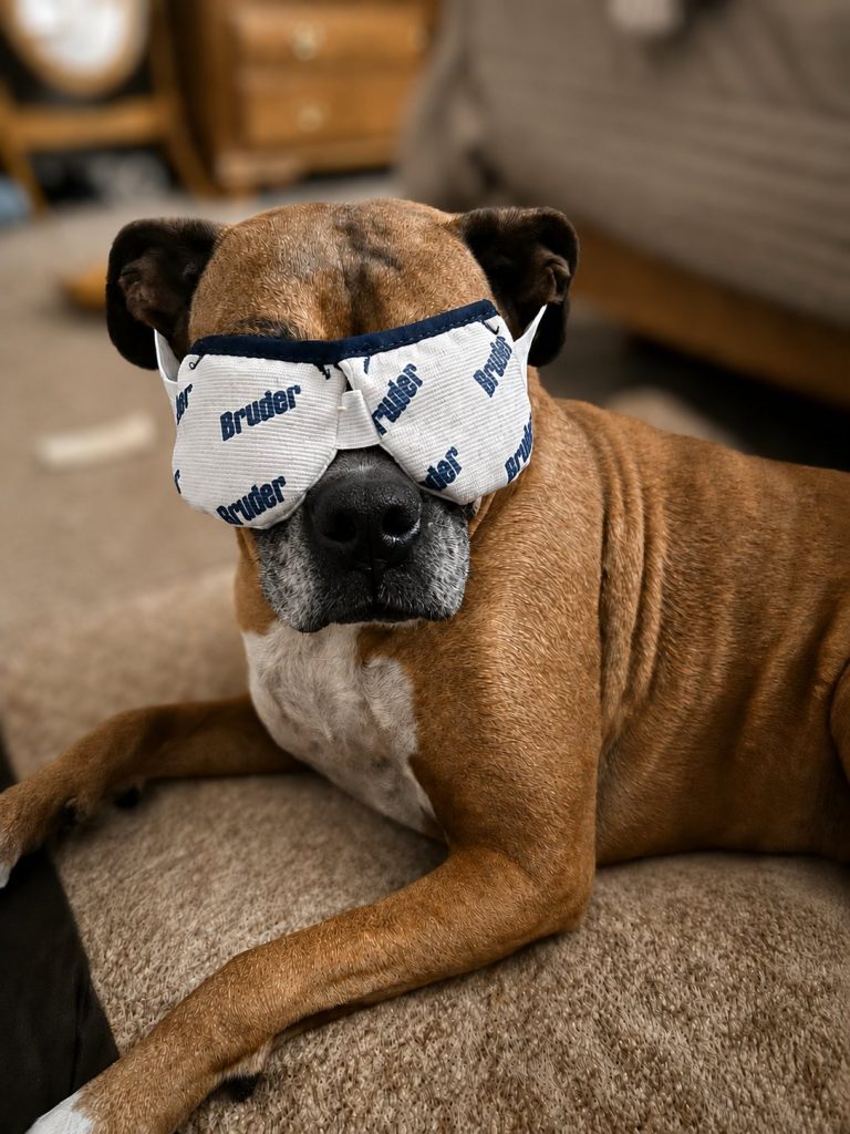 Dr. Maxwell's dog, Kyra, doing warm compresses at home to treat a stye.